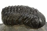 Bargain, Austerops Trilobite - Ofaten, Morocco #325989-2